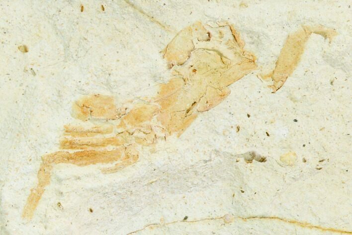 Miocene Pea Crab (Pinnixa) Fossil - California #141610